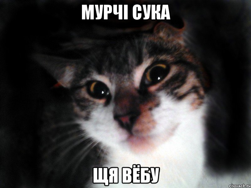 Мурчі сука Щя вёбу