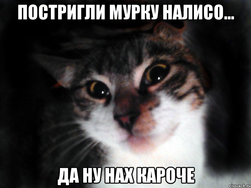 Постригли мурку налисо... Да ну нах кароче