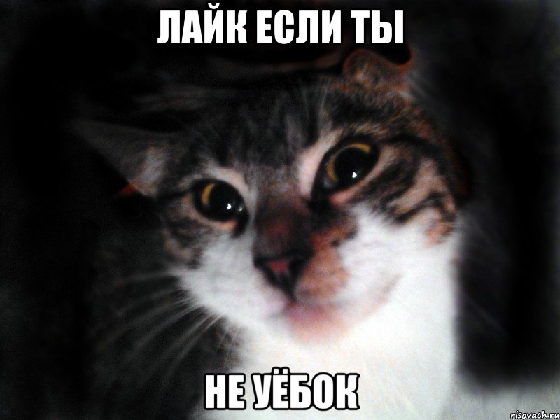 Лайк если ты не уёбок