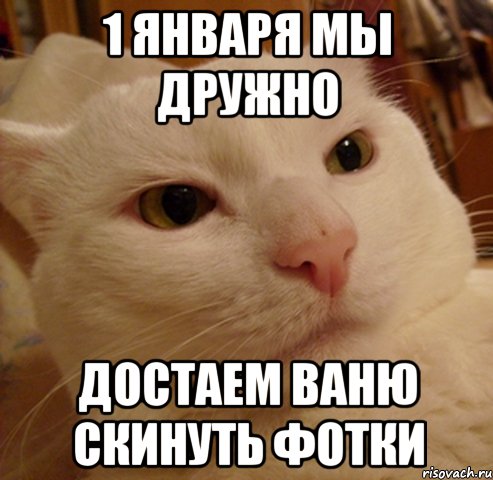 1 января мы дружно достаем Ваню скинуть фотки, Мем Дерзкий котэ