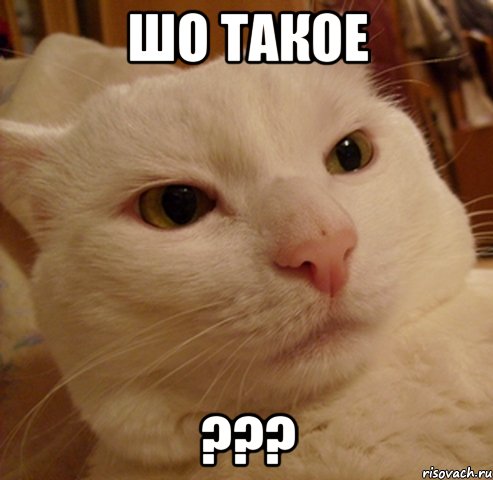 шо такое ???, Мем Дерзкий котэ