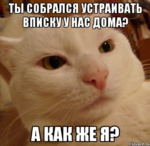 Ты собрался устраивать вписку у нас дома? А как же я?, Мем Дерзкий котэ