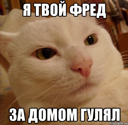 Я твой Фред за домом гулял, Мем Дерзкий котэ