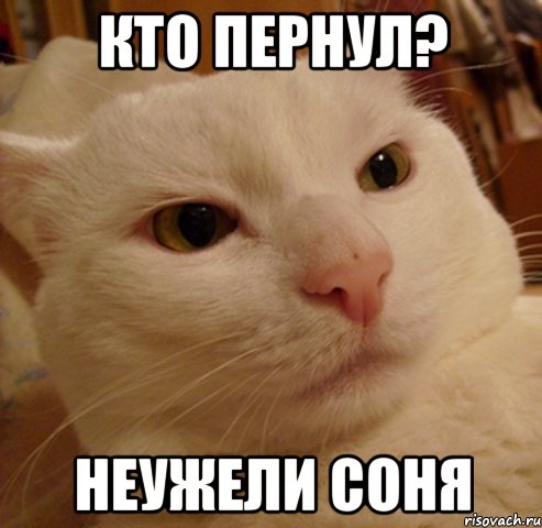 КТО ПЕРНУЛ? неужели Соня, Мем Дерзкий котэ