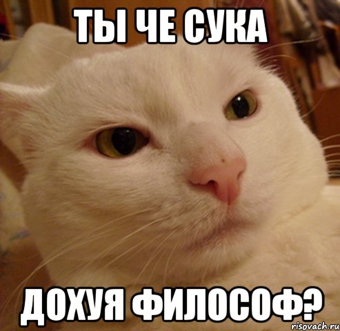 ты че сука дохуя философ?, Мем Дерзкий котэ