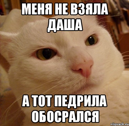 Меня не взяла Даша а тот педрила обосрался, Мем Дерзкий котэ