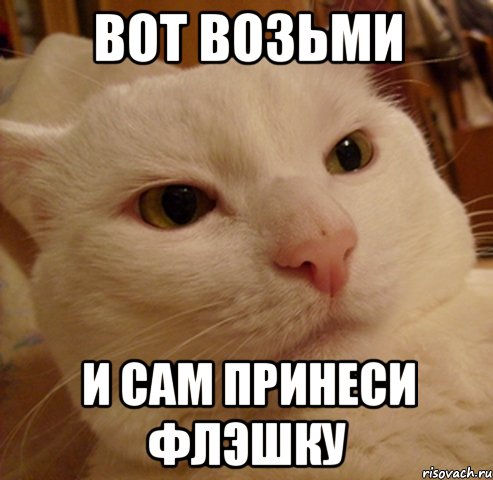 вот возьми и сам принеси флэшку, Мем Дерзкий котэ
