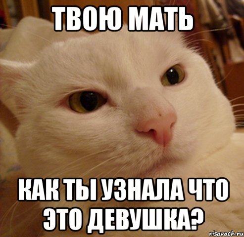 твою мать как ты узнала что это девушка?, Мем Дерзкий котэ