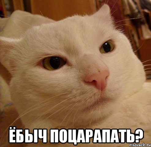  ЁБЫЧ ПОЦАРАПАТЬ?, Мем Дерзкий котэ
