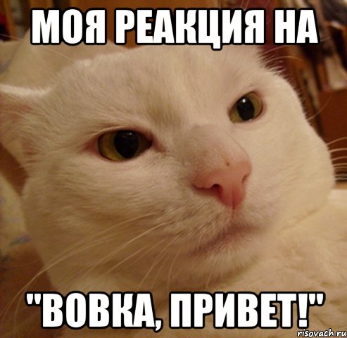 Моя реакция на "Вовка, привет!", Мем Дерзкий котэ