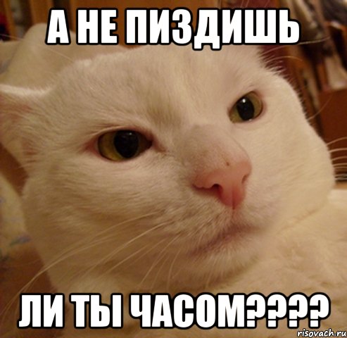 А не пиздишь ли ты часом????, Мем Дерзкий котэ