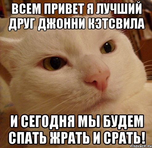 всем привет я лучший друг джонни кэтсвила и сегодня мы будем спать жрать и срать!, Мем Дерзкий котэ