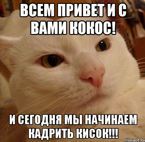 всем привет и с вами кокос! и сегодня мы начинаем кадрить кисок!!!, Мем Дерзкий котэ