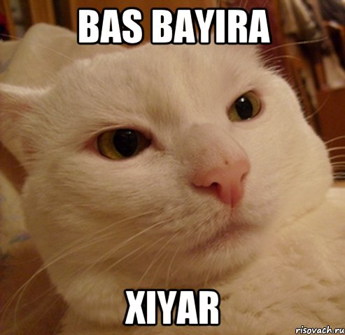 Bas bayira Xiyar, Мем Дерзкий котэ