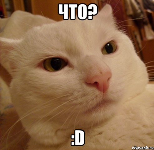 Что? :D, Мем Дерзкий котэ