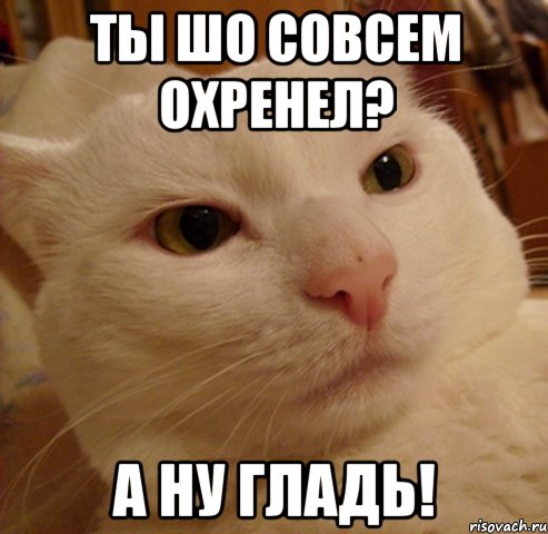ТЫ ШО СОВСЕМ ОХРЕНЕЛ? А НУ ГЛАДЬ!, Мем Дерзкий котэ