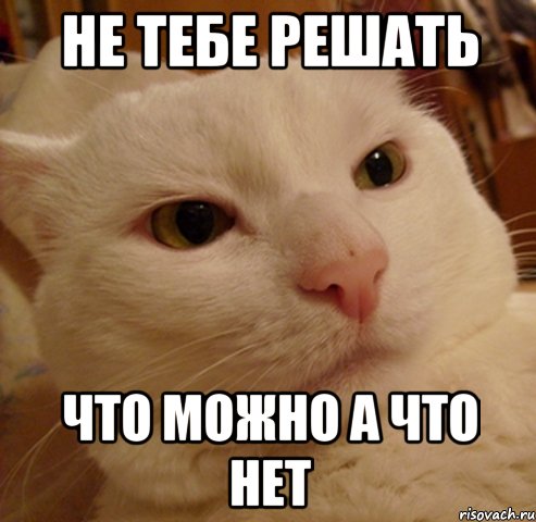 не тебе решать что можно а что нет, Мем Дерзкий котэ