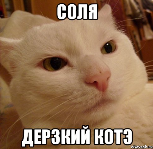 СОЛЯ ДЕРЗКИЙ КОТЭ, Мем Дерзкий котэ
