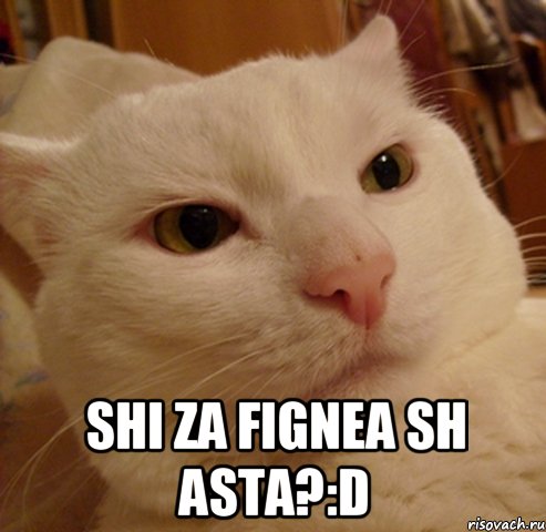  shi za fignea sh asta?:D, Мем Дерзкий котэ