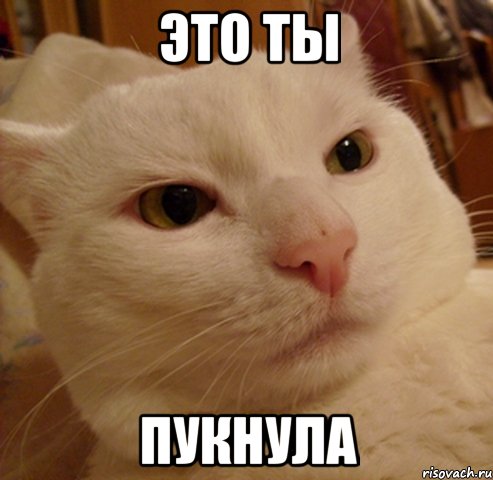 ЭТО ТЫ ПУКНУЛА, Мем Дерзкий котэ
