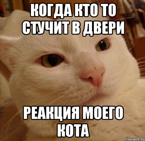 Когда кто то стучит в двери РЕАКЦИЯ МОЕГО КОТА, Мем Дерзкий котэ
