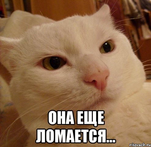  она еще ломается..., Мем Дерзкий котэ