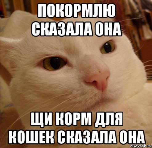 Покормлю сказала она Щи корм для кошек сказала она, Мем Дерзкий котэ