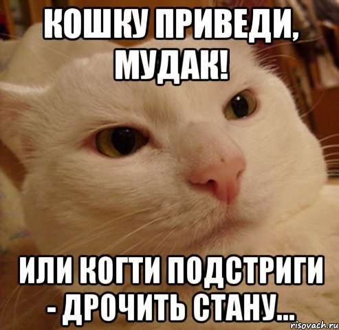 Кошку приведи, мудак! Или когти подстриги - дрочить стану..., Мем Дерзкий котэ