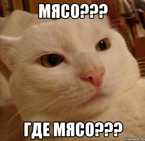 МЯСО??? ГДЕ МЯСО???, Мем Дерзкий котэ