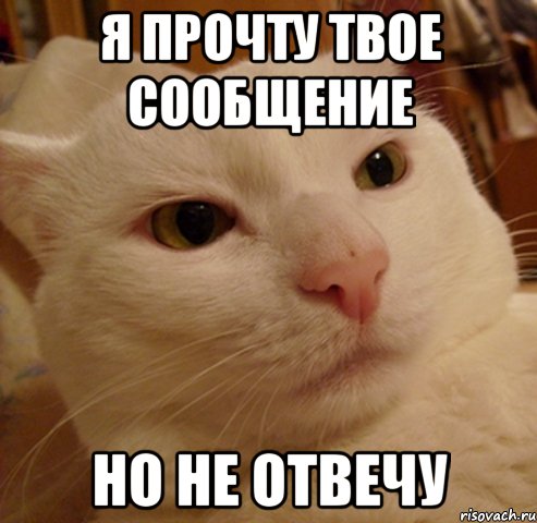 Я прочту твое сообщение Но не отвечу, Мем Дерзкий котэ