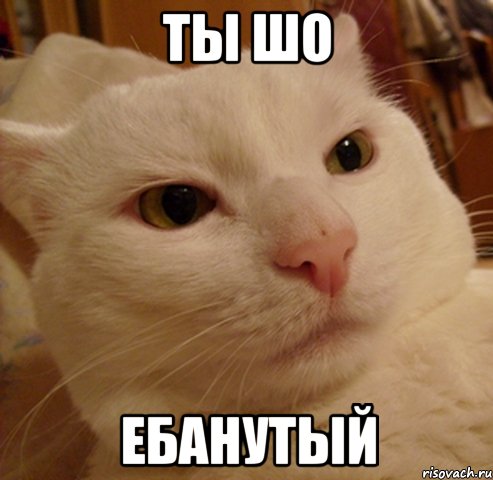 ты шо ебанутый, Мем Дерзкий котэ
