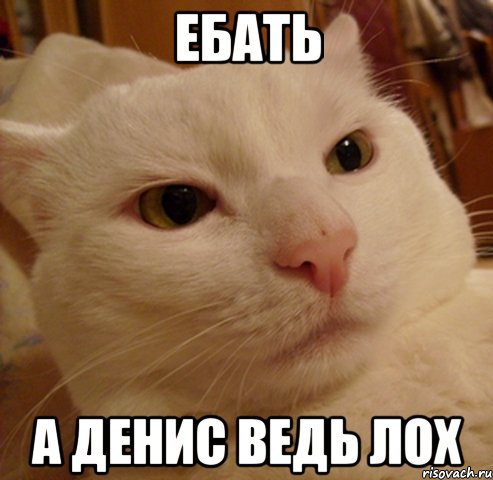 ебать а денис ведь лох, Мем Дерзкий котэ