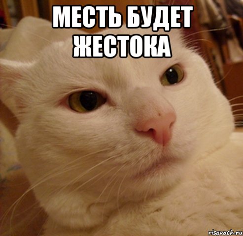 Месть будет жестока , Мем Дерзкий котэ