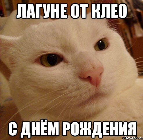 Лагуне от Клео с Днём рождения, Мем Дерзкий котэ