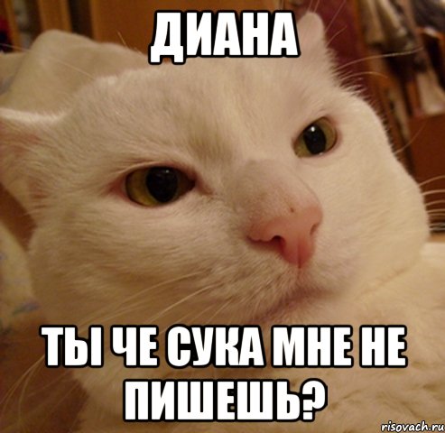 диана ты че сука мне не пишешь?, Мем Дерзкий котэ