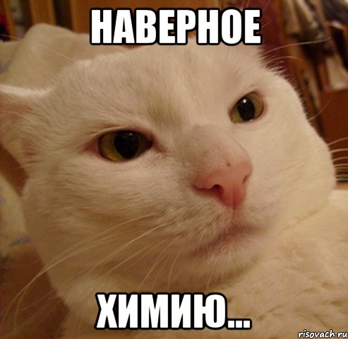 наверное химию..., Мем Дерзкий котэ