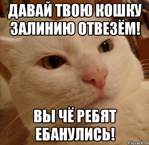 Давай твою кошку залинию отвезём! Вы чё ребят ебанулись!, Мем Дерзкий котэ