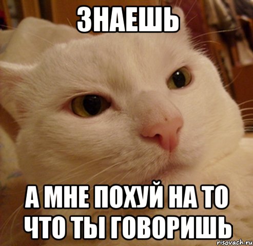 Знаешь А мне похуй на то что ты говоришь, Мем Дерзкий котэ