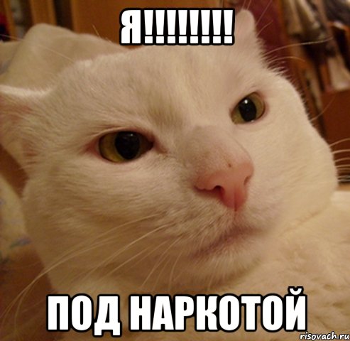 Я!!!!!!!! Под наркотой, Мем Дерзкий котэ