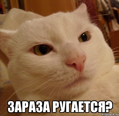  Зараза ругается?, Мем Дерзкий котэ
