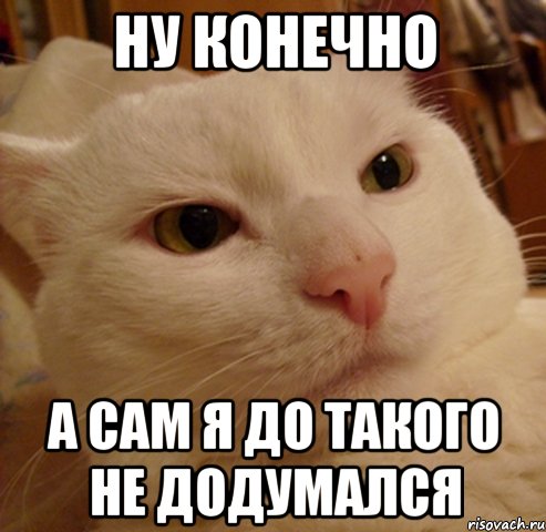 ну конечно а сам я до такого не додумался, Мем Дерзкий котэ
