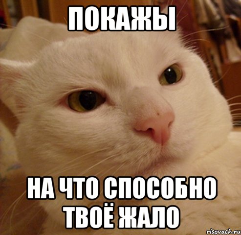 покажы на что способно твоё ЖАЛО, Мем Дерзкий котэ