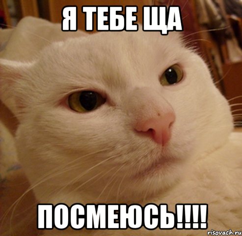 я тебе ща посмеюсь!!!!, Мем Дерзкий котэ