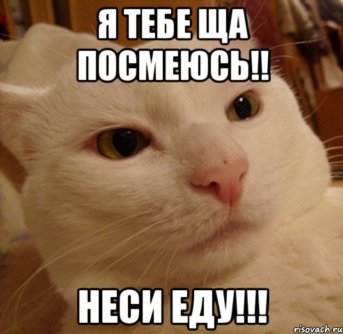 я тебе ща посмеюсь!! неси еду!!!, Мем Дерзкий котэ