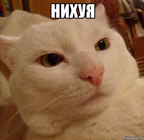 Нихуя , Мем Дерзкий котэ