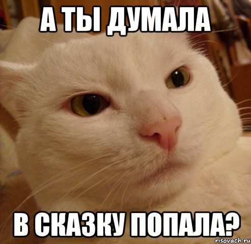 а ты думала в сказку попала?, Мем Дерзкий котэ