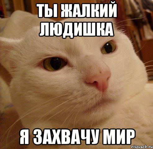 Ты жалкий людишка Я захвачу мир, Мем Дерзкий котэ