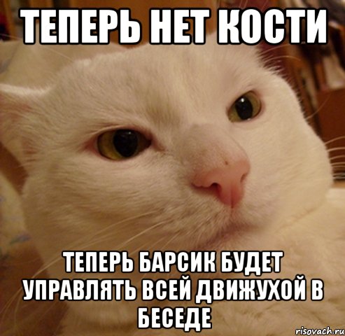Теперь нет Кости Теперь Барсик будет управлять всей движухой в беседе, Мем Дерзкий котэ