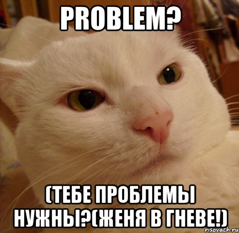 Problem? (Тебе проблемы нужны?(Женя в гневе!), Мем Дерзкий котэ