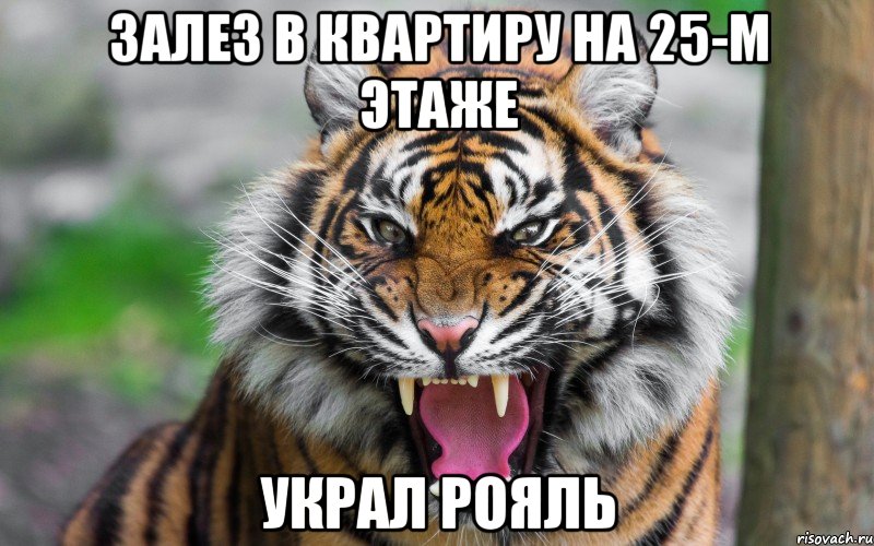 залез в квартиру на 25-м этаже украл рояль, Мем ДЕРЗКИЙ ТИГР